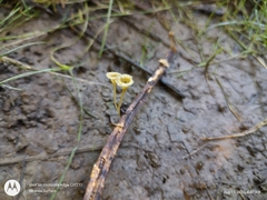 Gerronema subclavatum