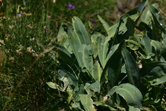 Gentiana lutea symphyandra