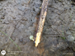 Gerronema subclavatum