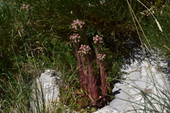 Sempervivum marmoreum