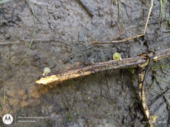 Gerronema subclavatum