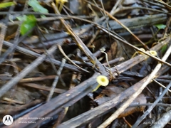 Gerronema subclavatum