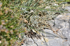 Cerastium grandiflorum