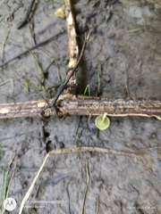 Gerronema subclavatum