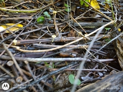 Gerronema subclavatum