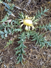 Carlina acanthifolia