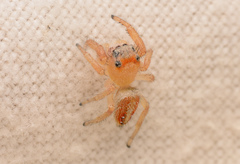 Phidippus cardinalis