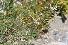 Cerastium grandiflorum