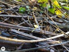 Gerronema subclavatum