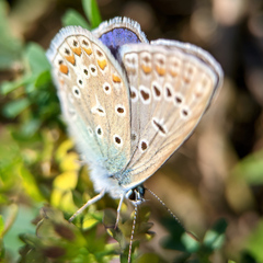 Polyommatus icarus