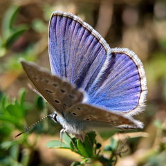 Polyommatus icarus