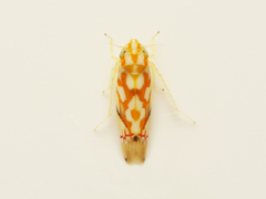 Erythroneura acuticephala