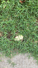 Chlorophyllum molybdites