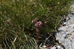 Sempervivum marmoreum