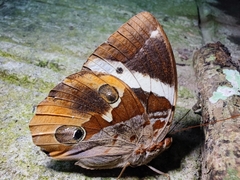 Thauria lathyi