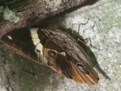 Thauria lathyi