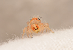 Phidippus cardinalis