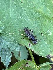 Xylota sylvarum