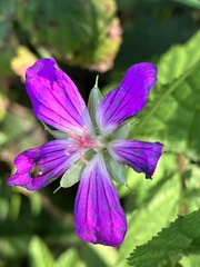 Geranium palustre