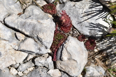 Sempervivum marmoreum