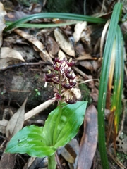 Malaxideae