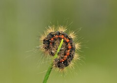 Acronicta menyanthidis