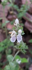 Stachys hissarica