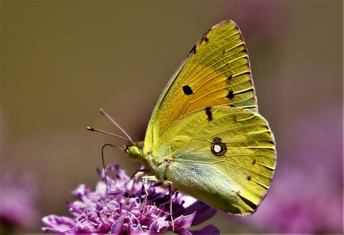 Whites, Yellows, and Sulphurs (Moths and Butterflies of Massachusetts ...