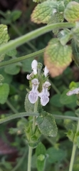 Stachys hissarica