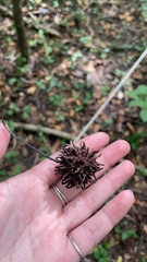 Liquidambar styraciflua