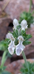 Stachys hissarica