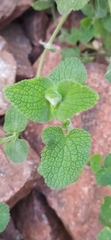 Stachys hissarica