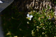 Arenaria gracilis