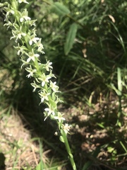 Platanthera elegans elegans