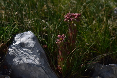 Sempervivum marmoreum