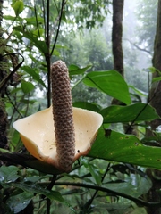 Rhaphidophora
