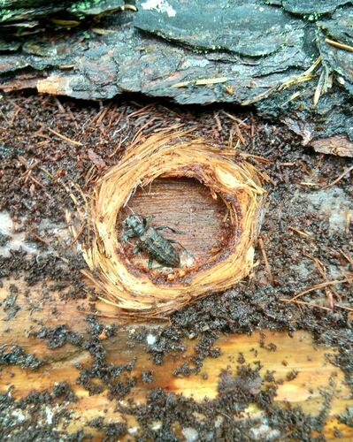 Ribbed Pine Borer