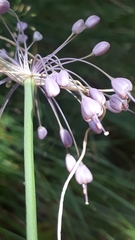 Allium carinatum