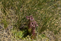 Sempervivum marmoreum