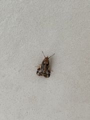 Loxostege albiceralis