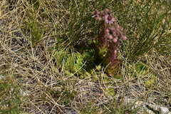 Sempervivum marmoreum