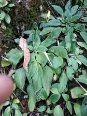 Oreocharis longifolia longifolia