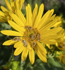 Melissodes agilis