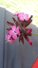 Dianthus