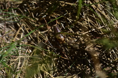 Psorodonotus illyricus