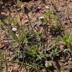 Othonna digitata