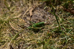 Psorodonotus illyricus