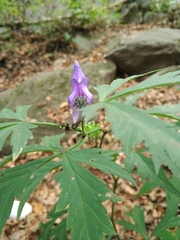 Aconitum kusnezoffii