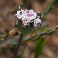 Othonna digitata