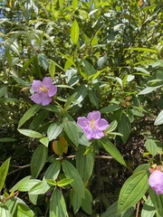 Melastoma septemnervium